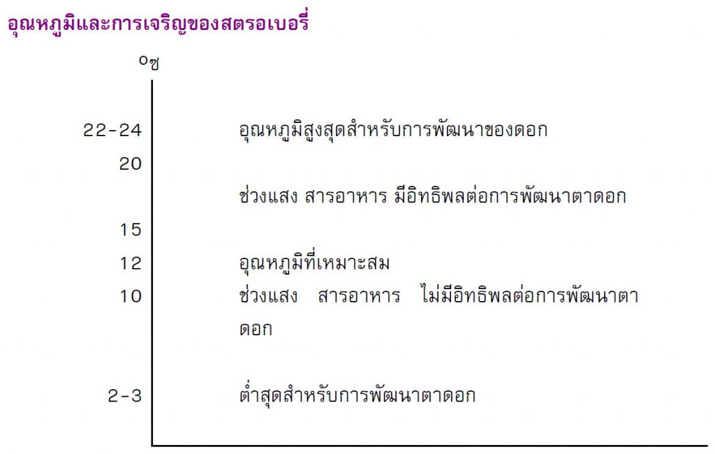 สภาพแวดล้อมที่เหมาะสมต่อการปลูกสตรอว์เบอร์รี